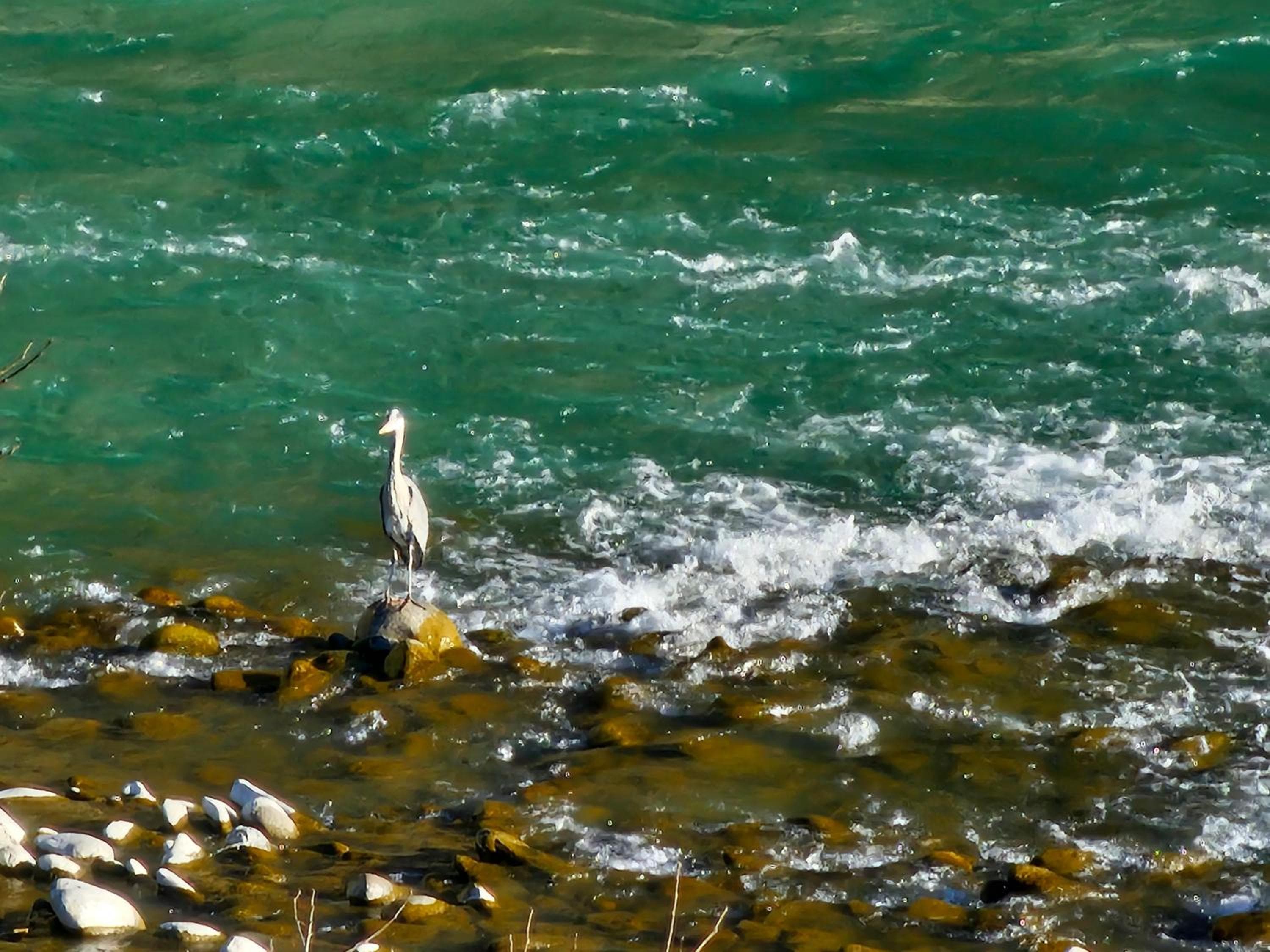 A heron working the shallows