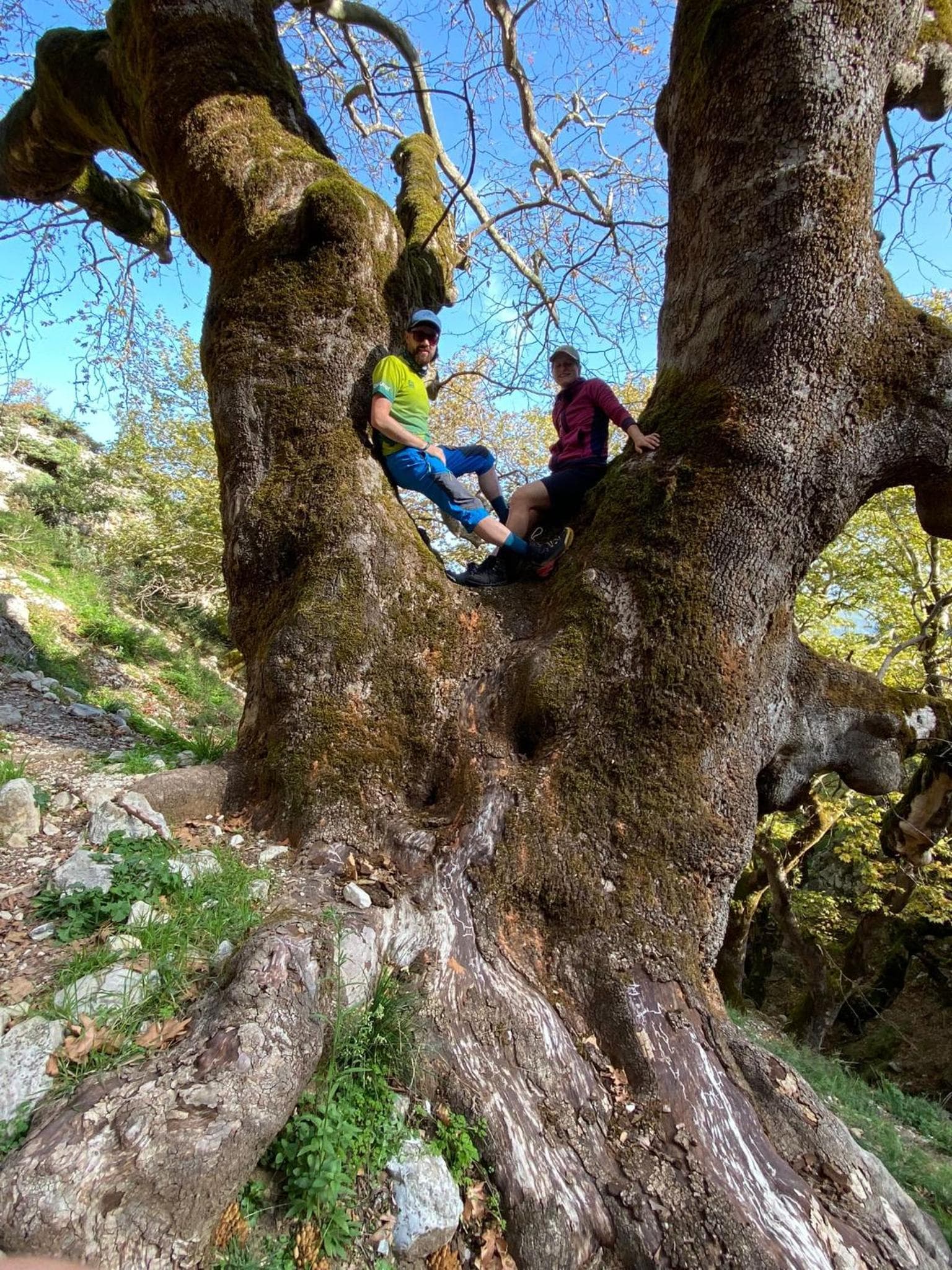 The old plane tree above Përmet